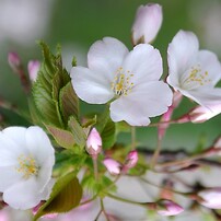 サクラ・ツバキとボケの花