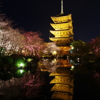 京都桜紀行2013