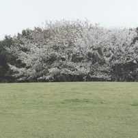 辻堂海浜公園の桜