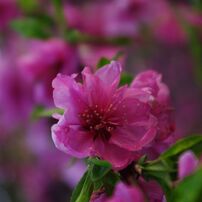 伊豆の花桃と桜