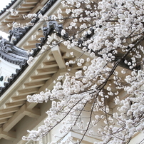 桜とお城