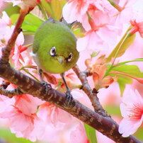 春～桜とメジロ～