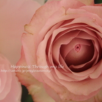 rosewithpeony