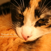 Cats_1