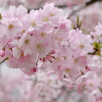 250405-思川桜1