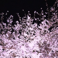 桜幻
