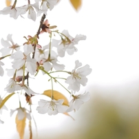 山桜