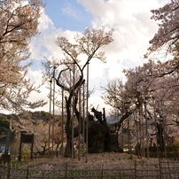 山高神代桜
