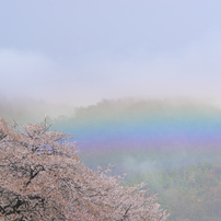 ２０１３春・桜