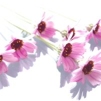 Rhodanthemum