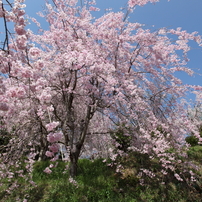 枝垂れ桜満開の日