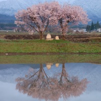 春雪