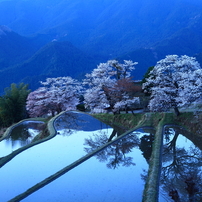 静寂の世界「三多気の桜」