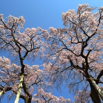 三春滝桜　１