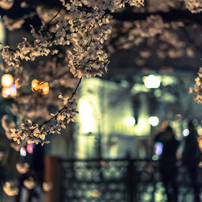 桜11