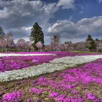 赤城南面芝桜３