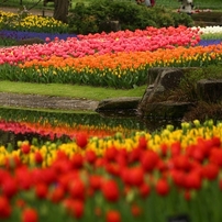 昭和記念公園フラワーフェスティバル2012