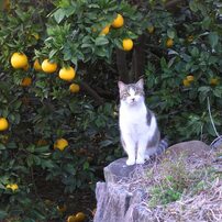 猫、一