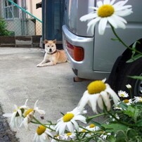 動物