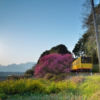 春の花鉄