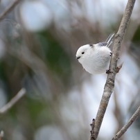 シマエナガの写真 画像 写真集 写真共有サイト Photohito