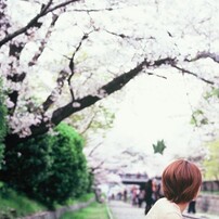 Velvia × 桜 