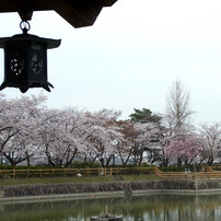 長岡天満宮の桜01