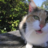 三毛猫
