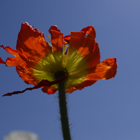 死せる花