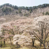 屏風岩公苑　桜