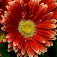 Flowers7