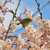 メジロと桜