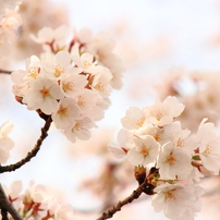 桜のミニブーケ