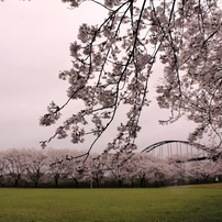 SAKURA2013