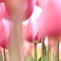 2013 Tulip*