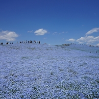 ひたち海浜公園