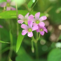 春っぽい。ムラサキカタバミ