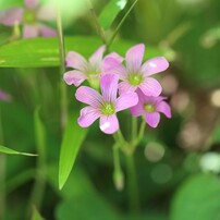 春っぽい。ムラサキカタバミ