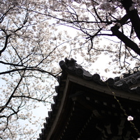 ２０１３　桜集