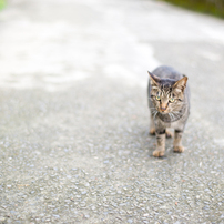 猫の住む町