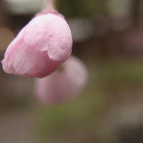 こらえる