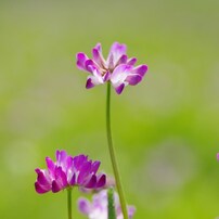 2013　レンゲ