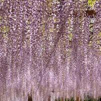 【花・植物写真】藤のシャワー