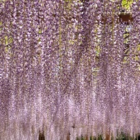 春の花・植物