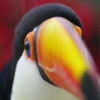 花と鳥の祭典