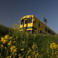 菜の花いすみ鉄道2013