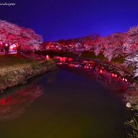 Night cherry tree