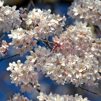 白馬村、徹然（てつねん）桜