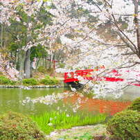 お花見。