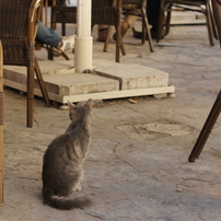 猫のいる風景